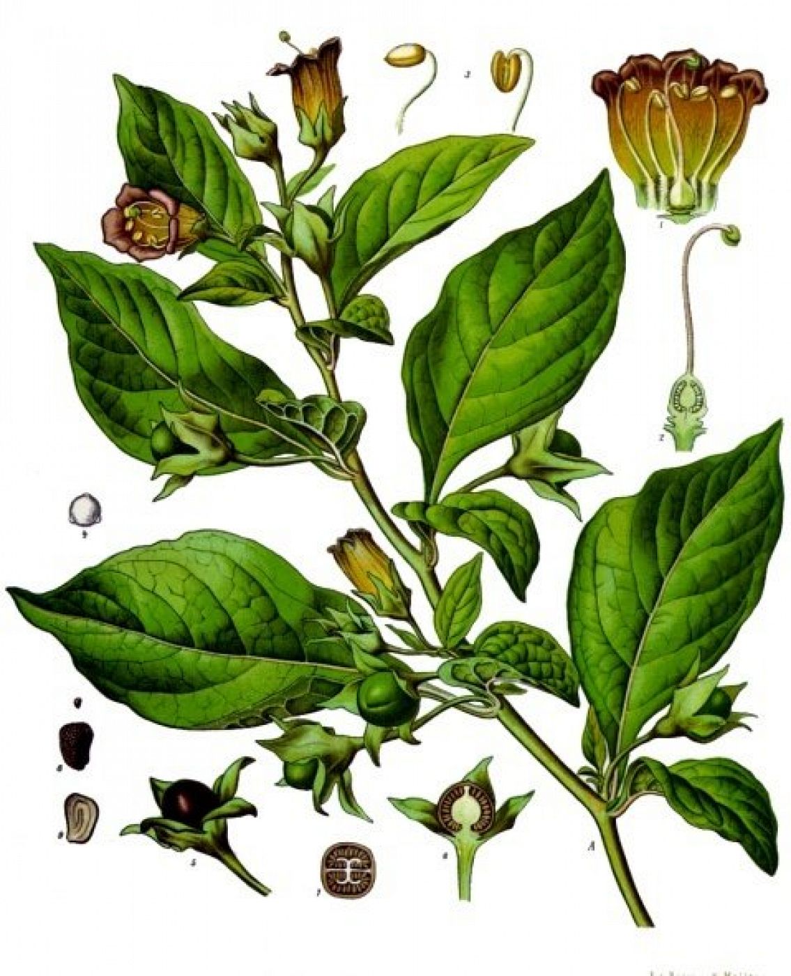 'Atropa belladonna', miembro de la familia Solanaceae.