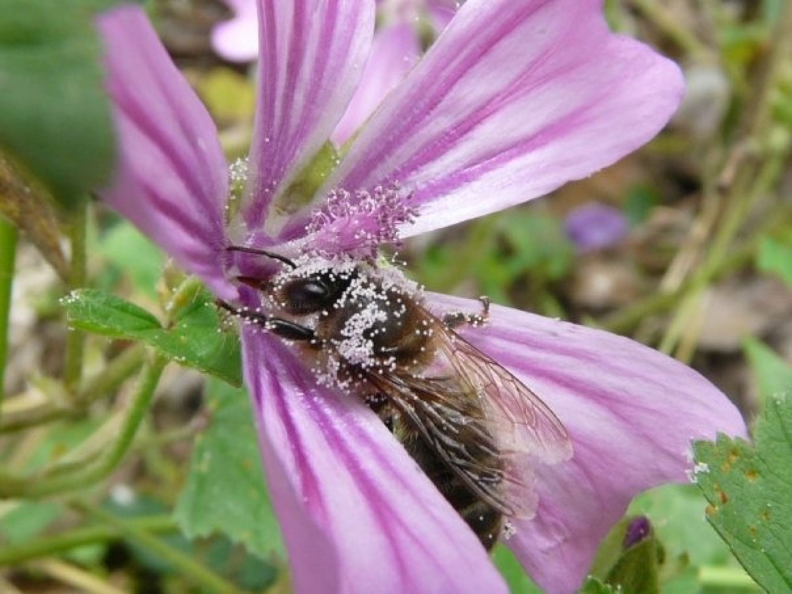 Una abeja recolectando granos de polen