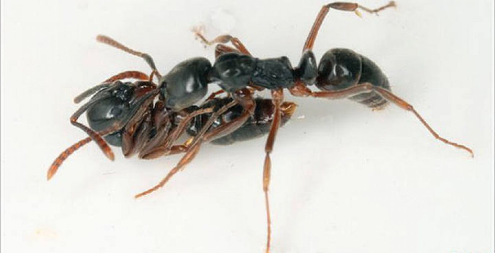 Las hormigas transportan a una compañera para poder cargar los alimentos al hormiguero