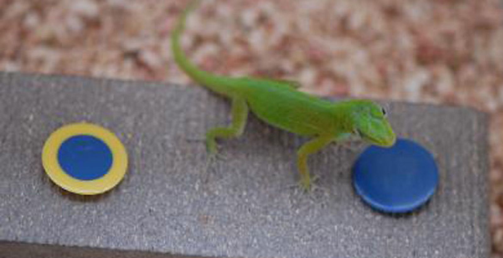 Uno de los Anolis Evermanni durante el experimento