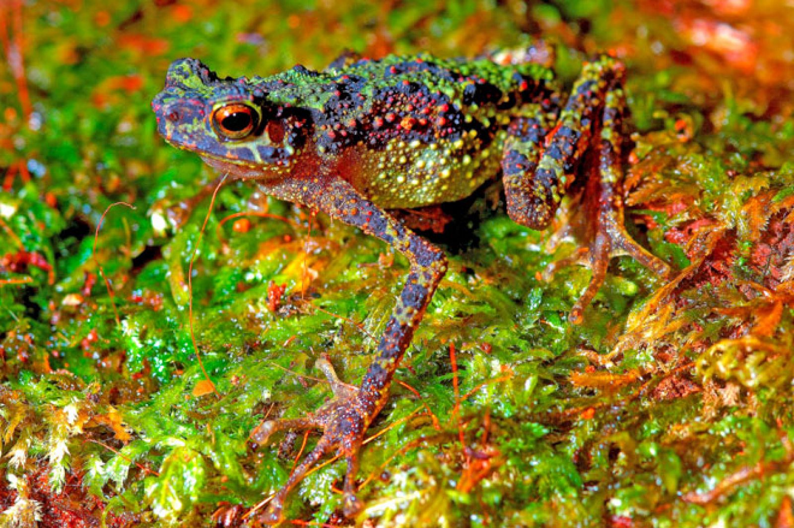 Una de los sapos arcoiris de Borneo encontrados por el equipo del profesor Das