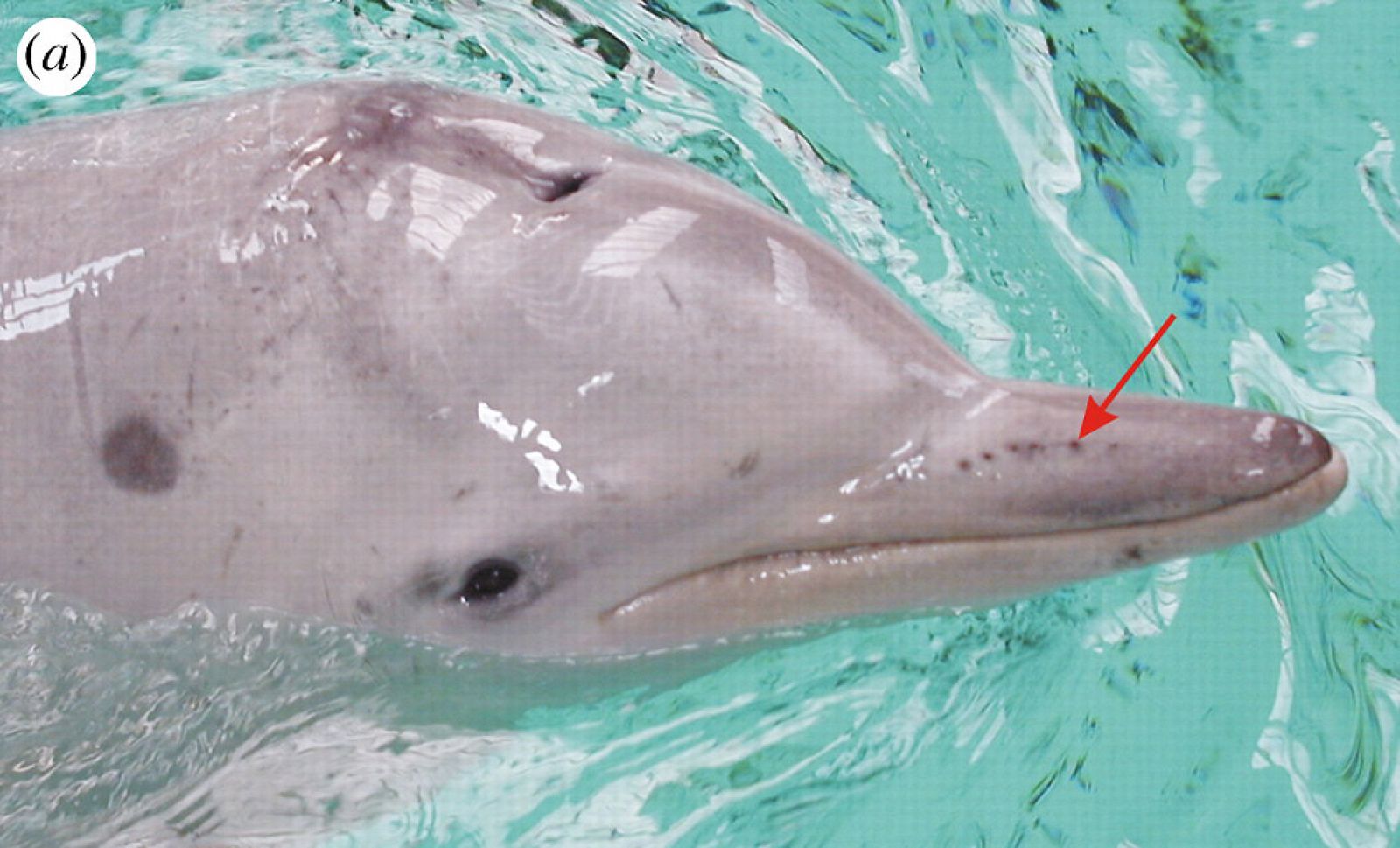Vista de los órganos 'electro-sensoriales' del delfín costero estudiado durante la investigación