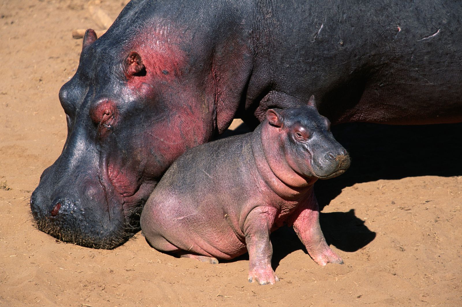Los hipopótamos secretan un líquido rosáceo que protege su piel