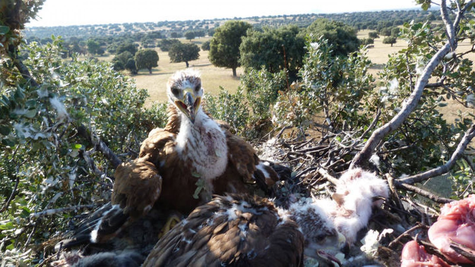 Los tres polluelos de águila imperial de Cabañeros echan a volar a los 80  días de nacer 