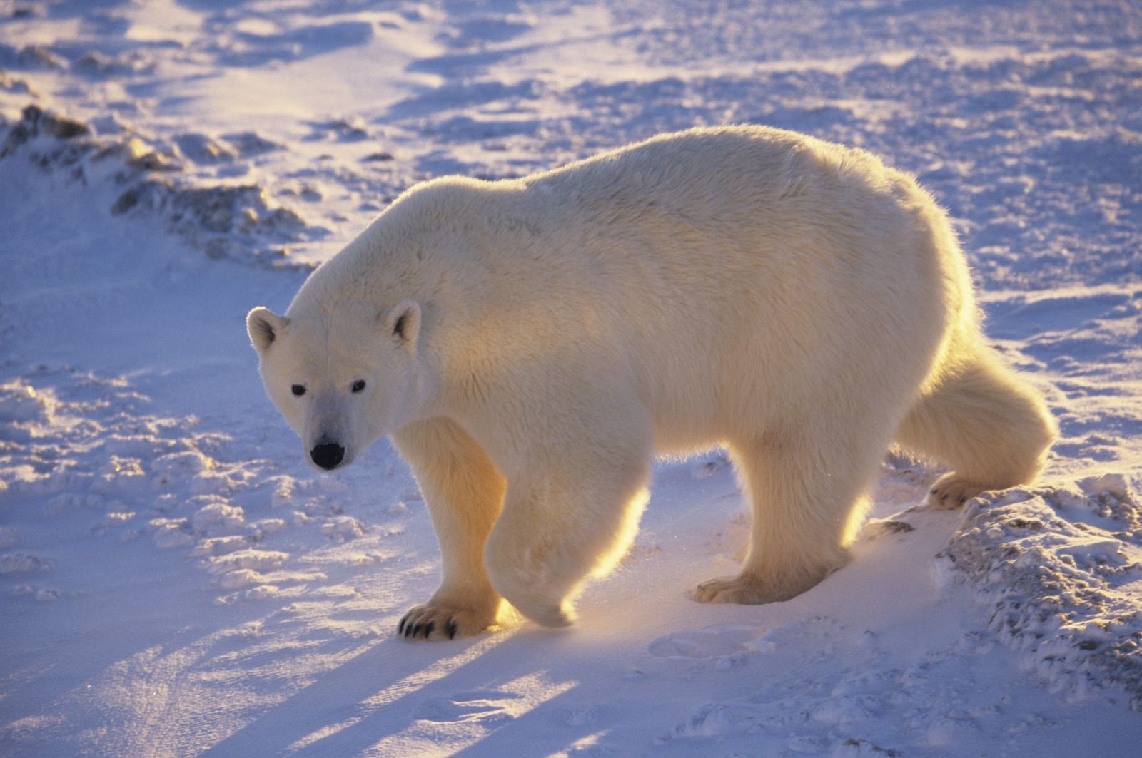 Rusia renuncia a cazar osos polares
