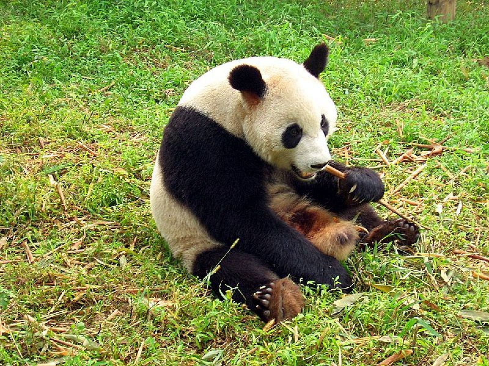 Las heces de los pandas, una nueva manera de conseguir energía