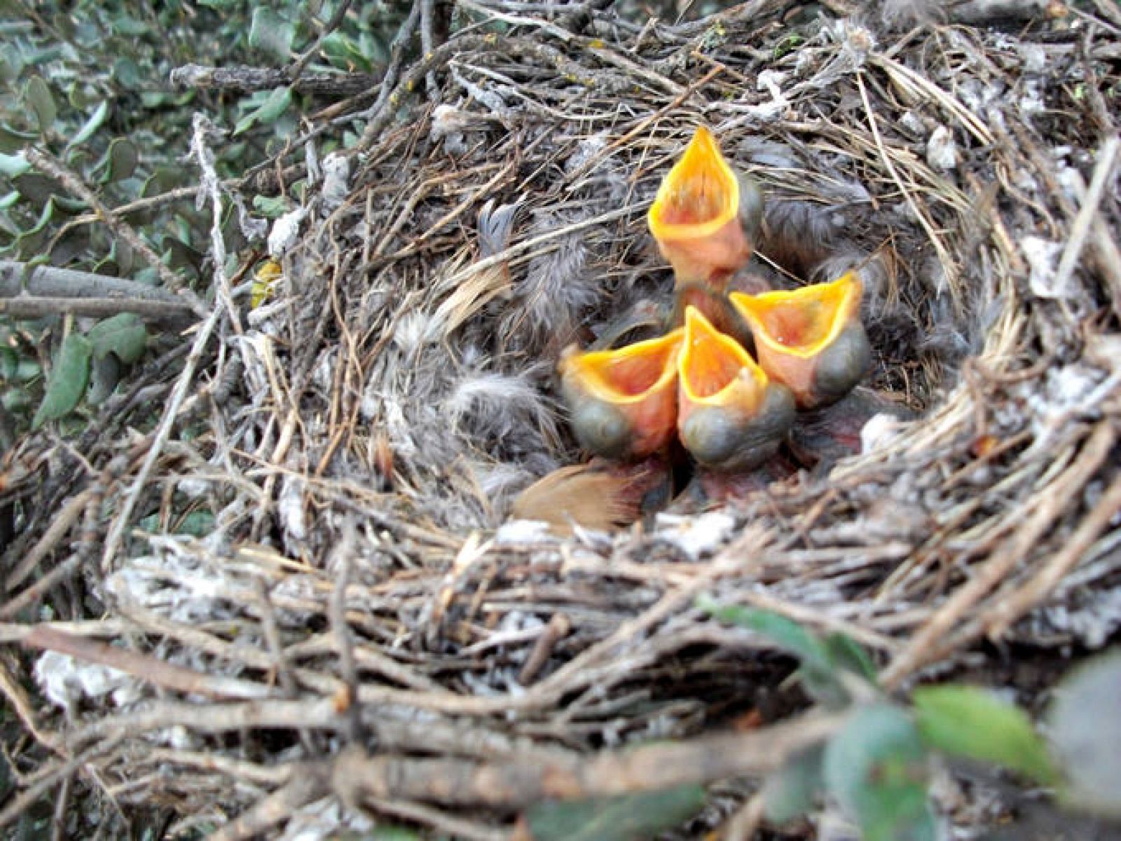 Pedir comida exageradamente no compensa