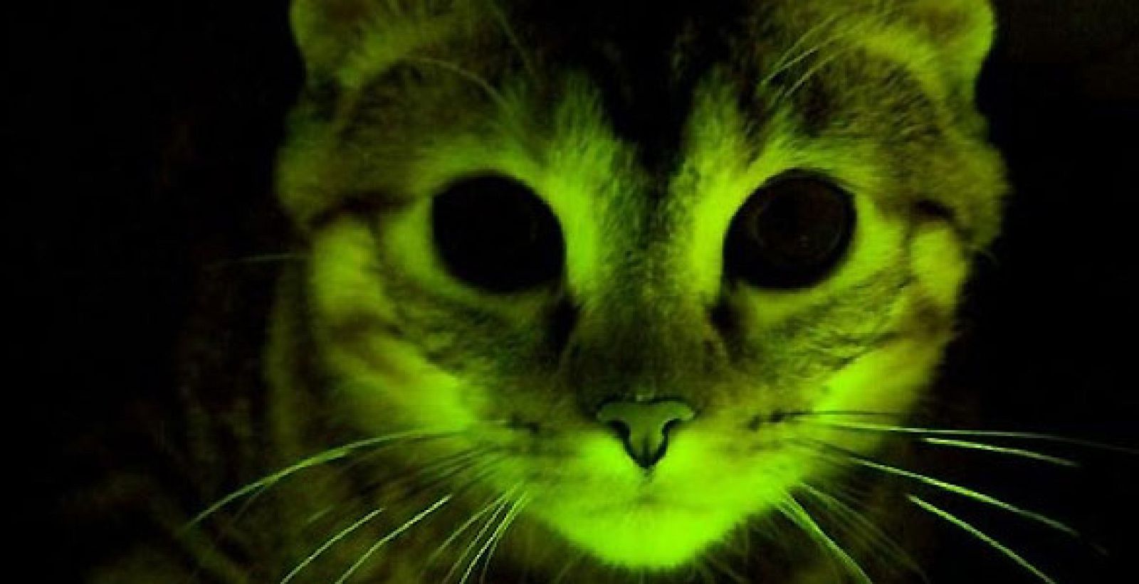 Gatos que brillan en la oscuridad y son inmunes al sida