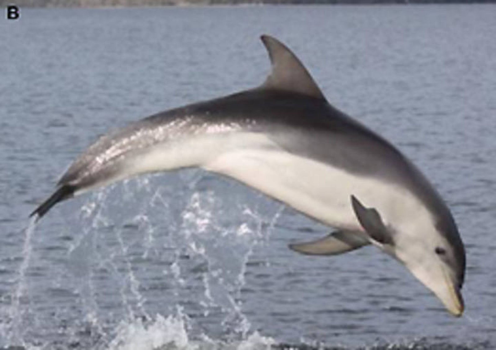 Descubren una nueva especie de delfín 'camuflada' en las aguas de Australia