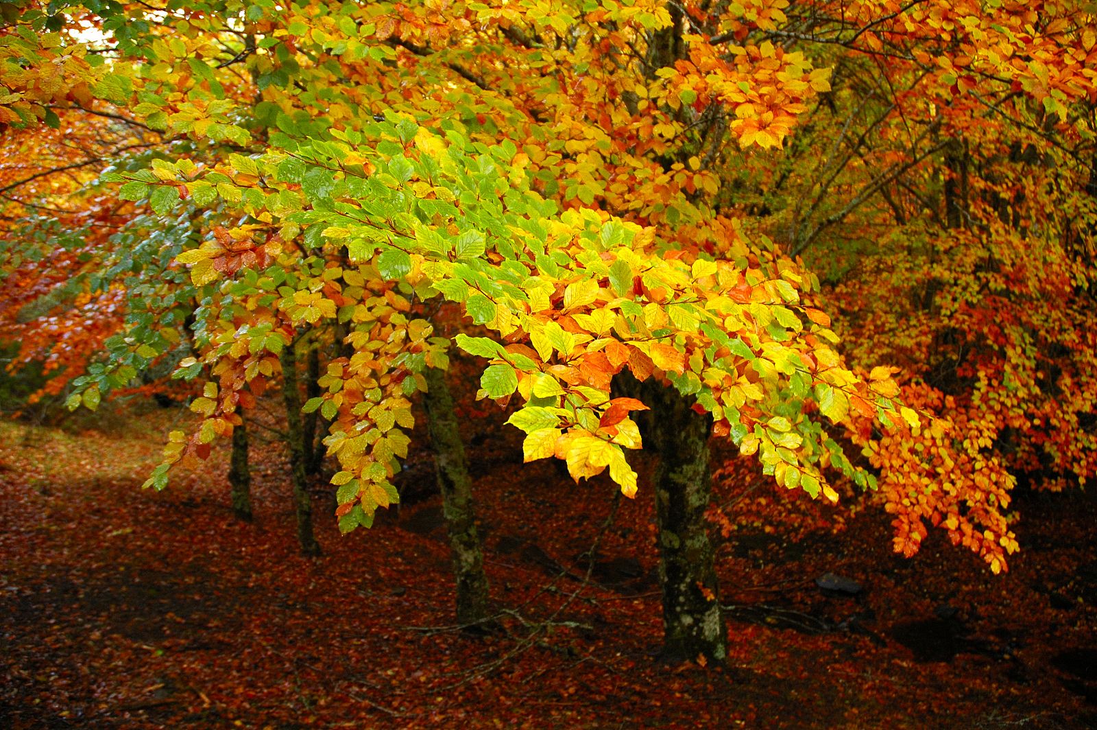 ¿Por qué en otoño las hojas de los árboles cambian de color y se caen?