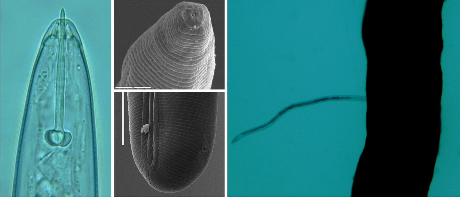 Ejemplar del nematodo 'Rotylenchus vitis' a microscopía óptica (izquierda), electrónica de barrido (centro) y parasitando una raíz de vid (derecha).