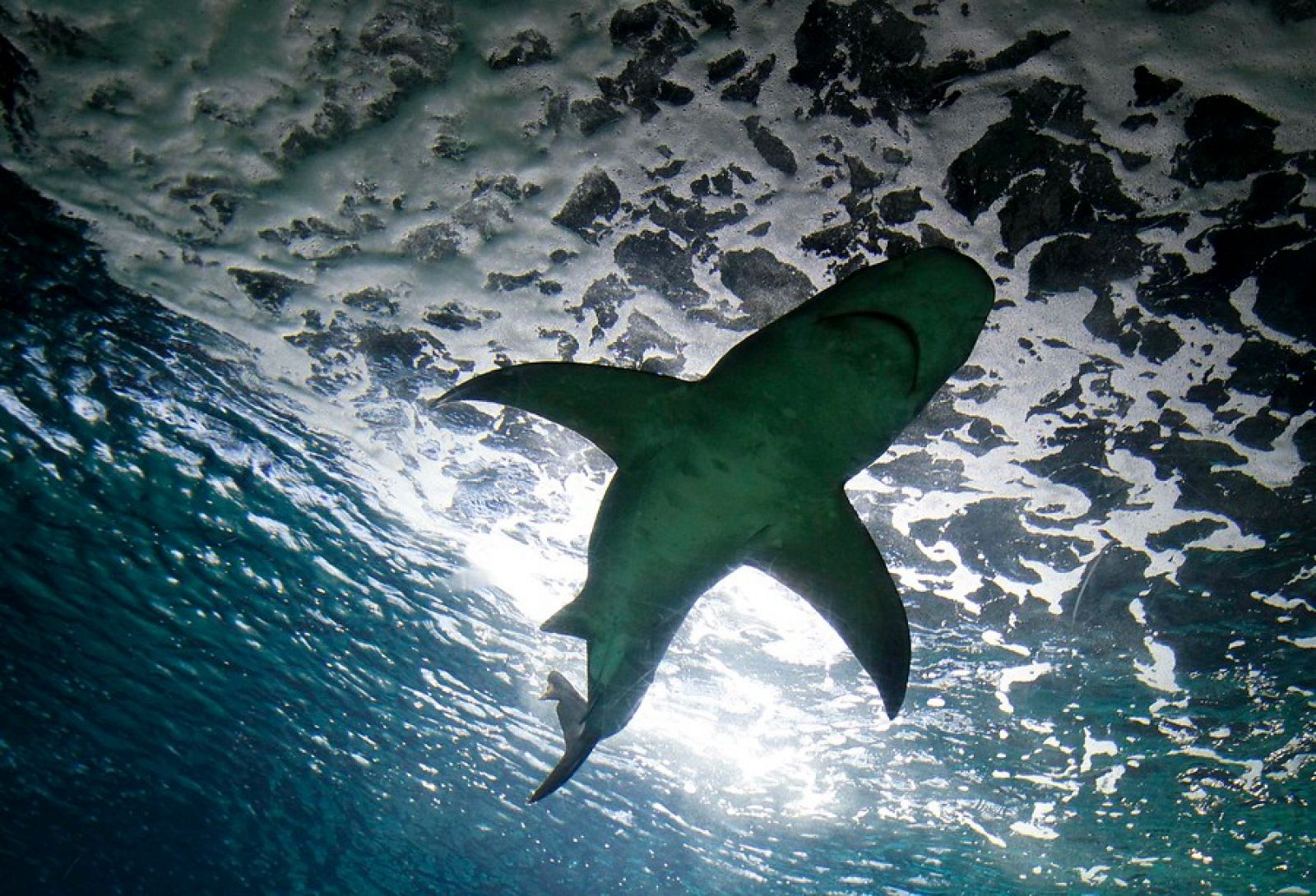 Más de la mitad de los tiburones de alta mar están en peligro de extinción