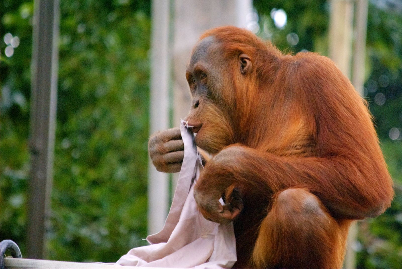 Los orangutanes tienen la capacidad de aprender socialmente y transferir sus conocimientos