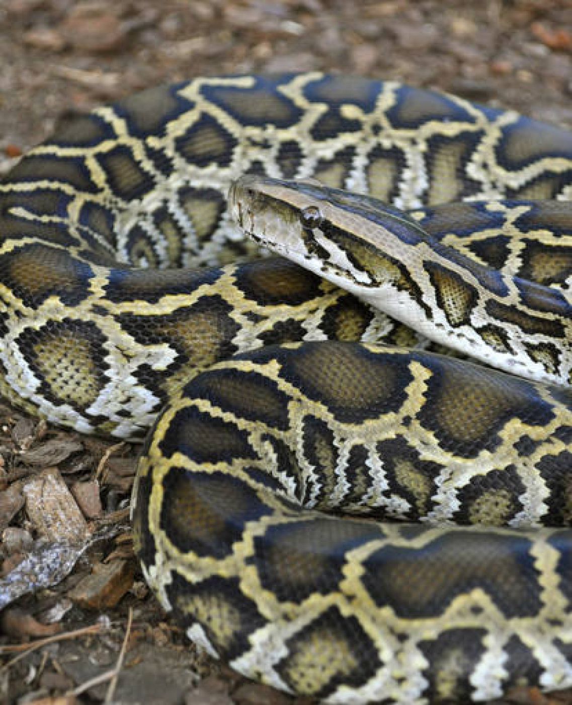 Las serpientes pitones, claves para tratar enfermedades cardíacas RTVE.es