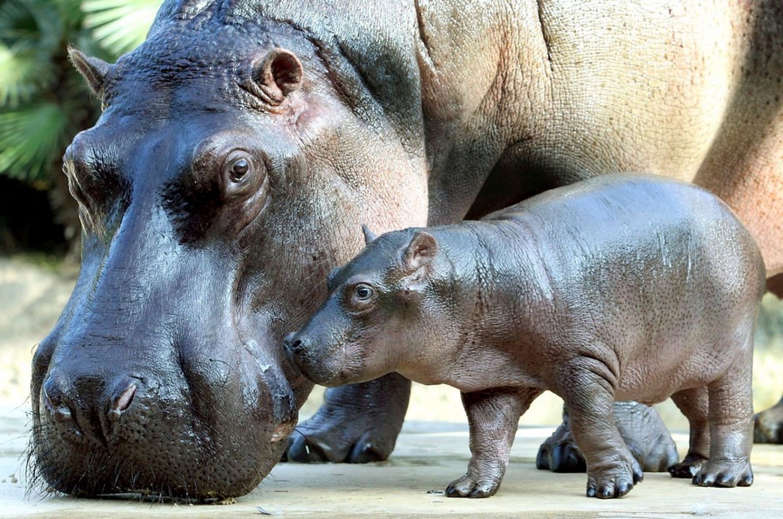 La nueva inquilina del zoo de Berlín, Alemania.