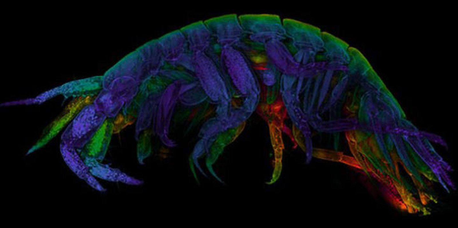 Estas diminutas criaturas marinas fabrican hilos de seda que actúan como cemento