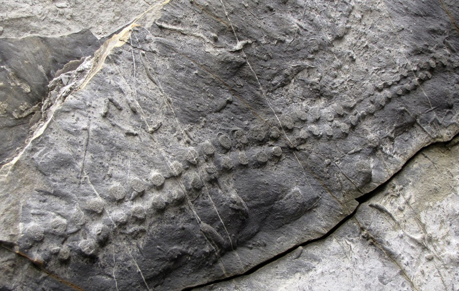 Huella fosilizada de un organismo que habitó los fondos marinos hace 49 millones de años y que ha sido rescatada de los acantilados de la costa guipuzcoana de Zumaia