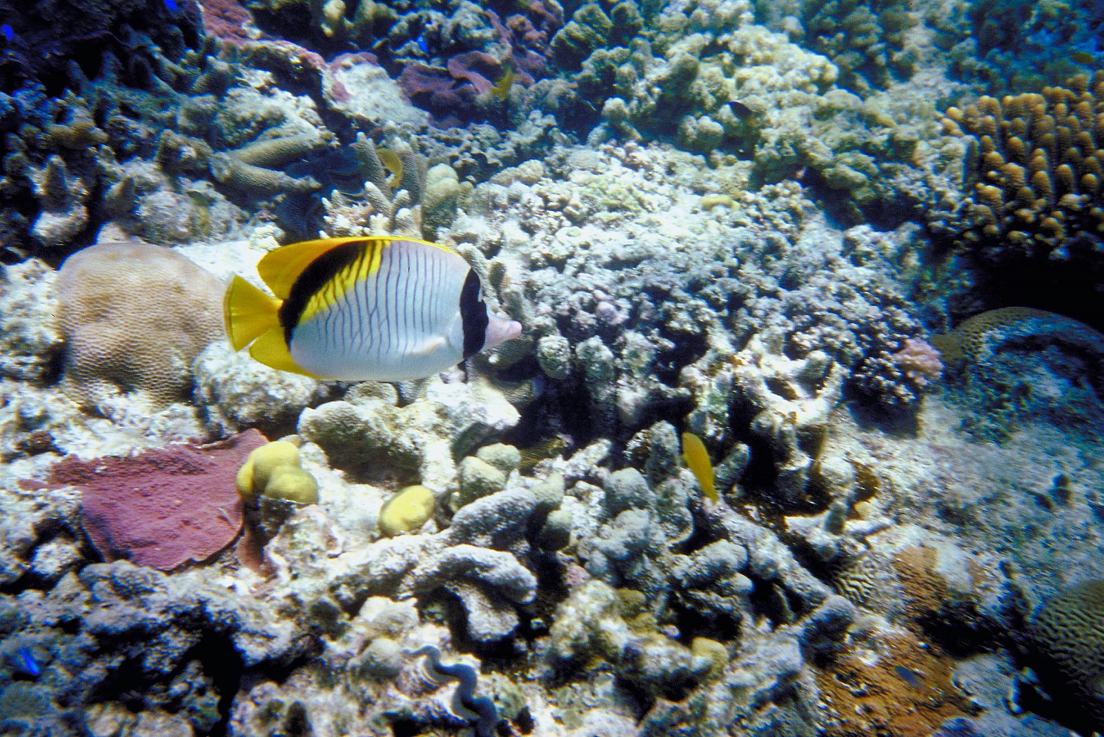La Gran Barrera de Coral australiana, patrimonio de la humanidad.