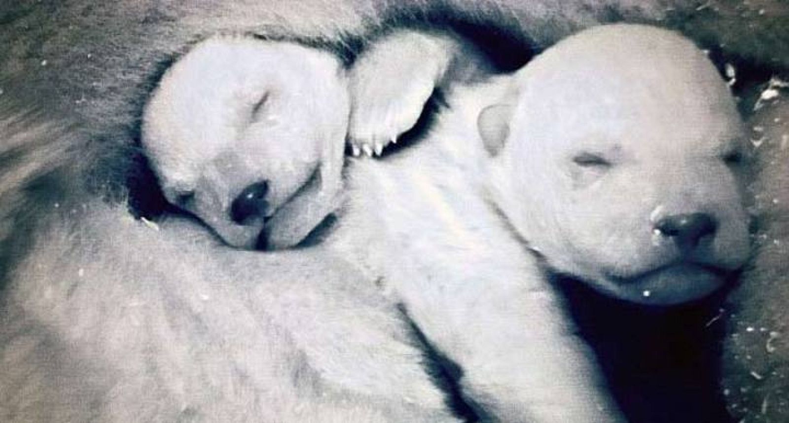  Captura del documental en el que aparecen las dos crías de osos polares, de solo unos días de edad. 