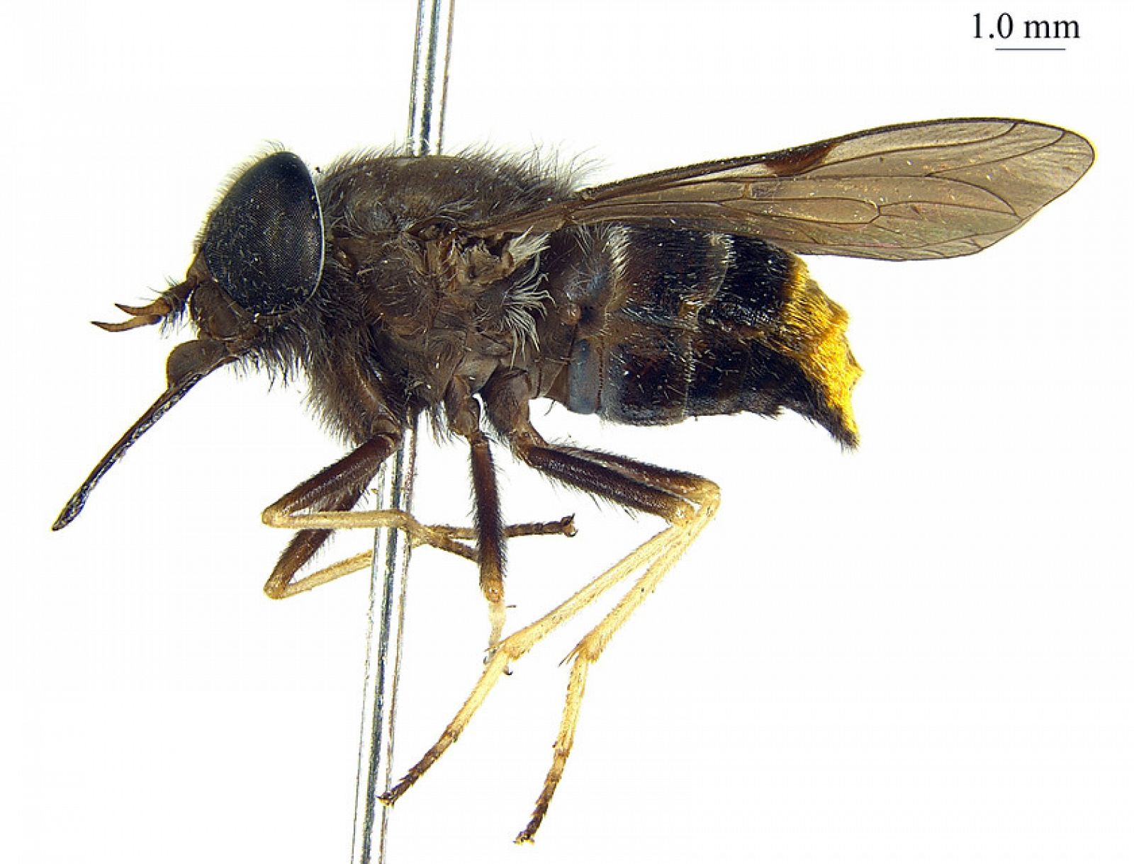 La mosca tiene el abdomen dorado, como uno de los atuendos empleados por Beyoncé