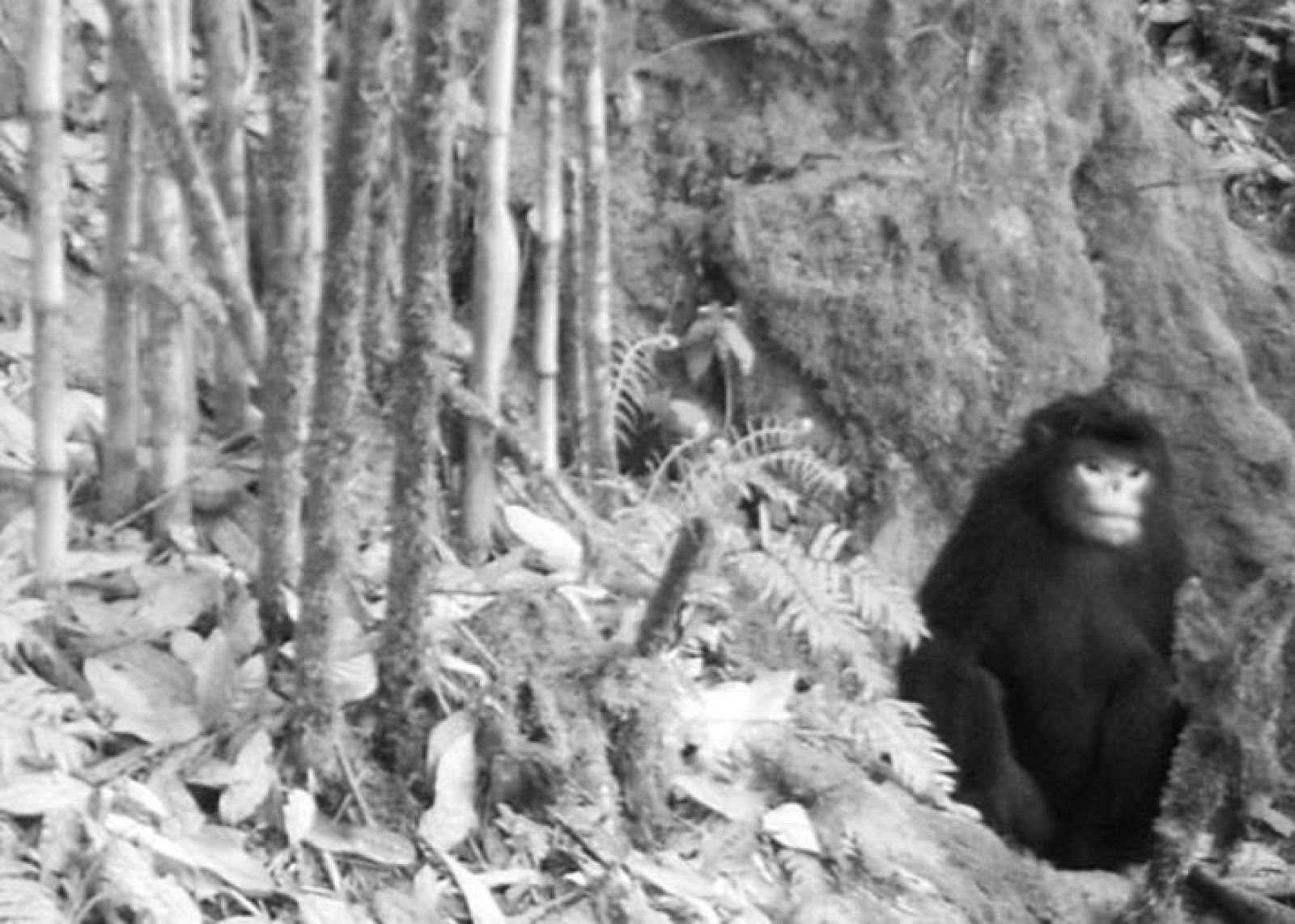 Los investigadores han logrado la fotografía de un ejemplar vivo gracias a las cámaras trampa