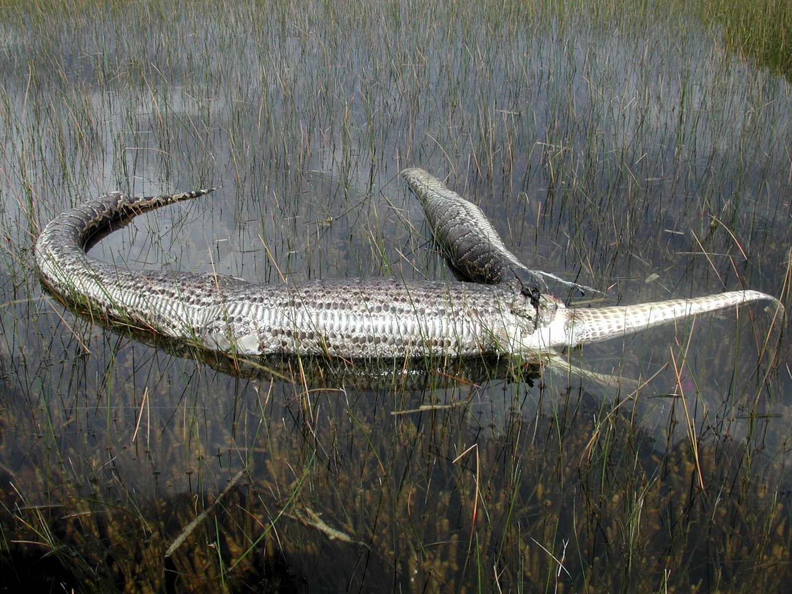 Una pitón birmana comiéndose un caimán en el Parque Nacional de Everglades, en Florida, que se ha visto invadido por estas serpientes.