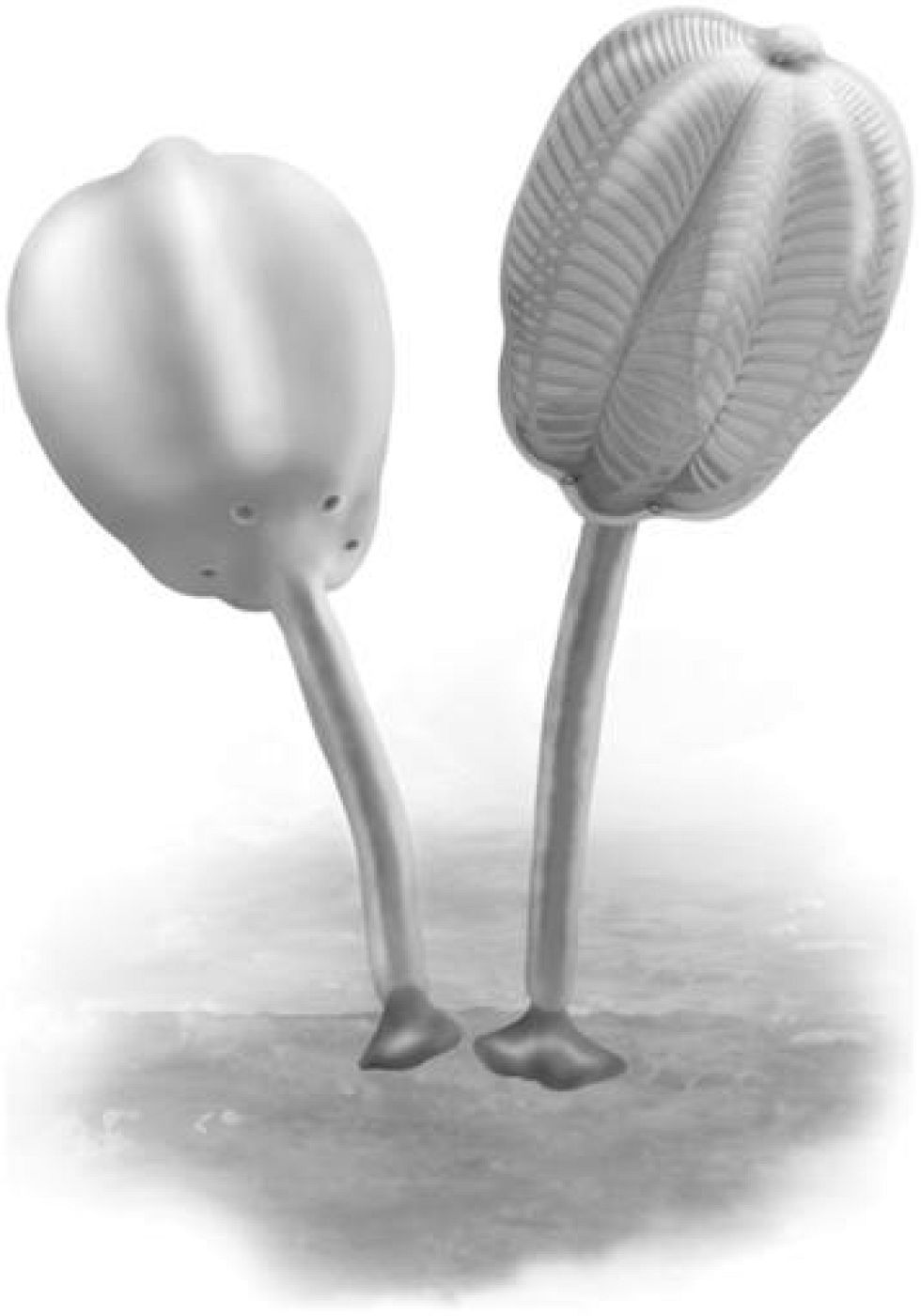 Las extrañas criaturas descubiertas en Burgess Shale, un popular yacimiento de fósiles de Canadá