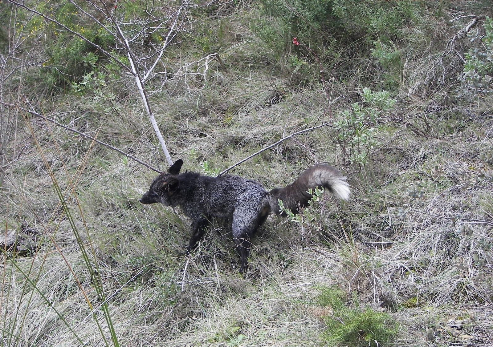 Uno de los zorros negros localizados en la Sierra de Mariola, Alicante.