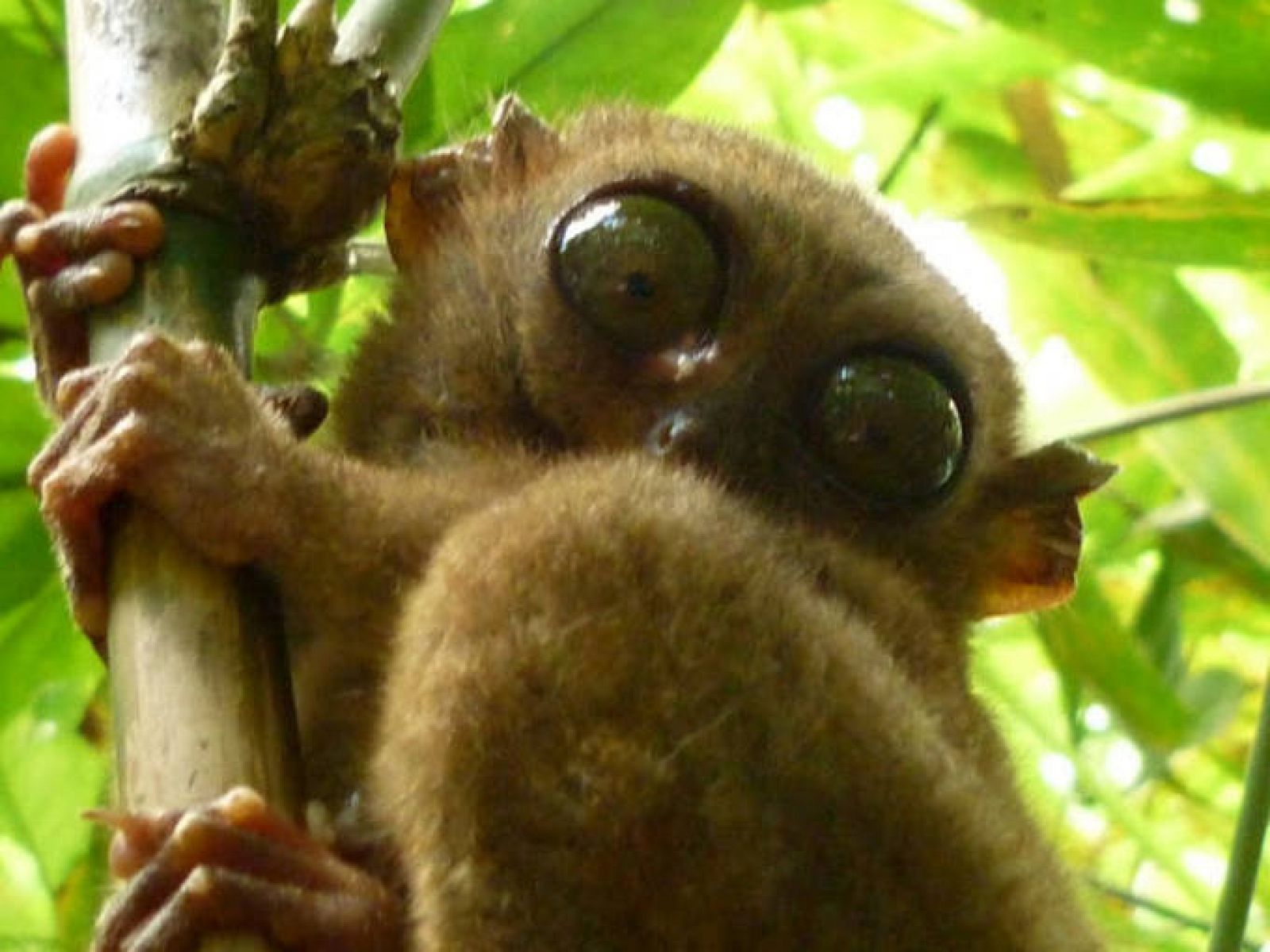   Un tarsier filipino en la reserva para estos animales en la isla de Bohol, en Filipinas.