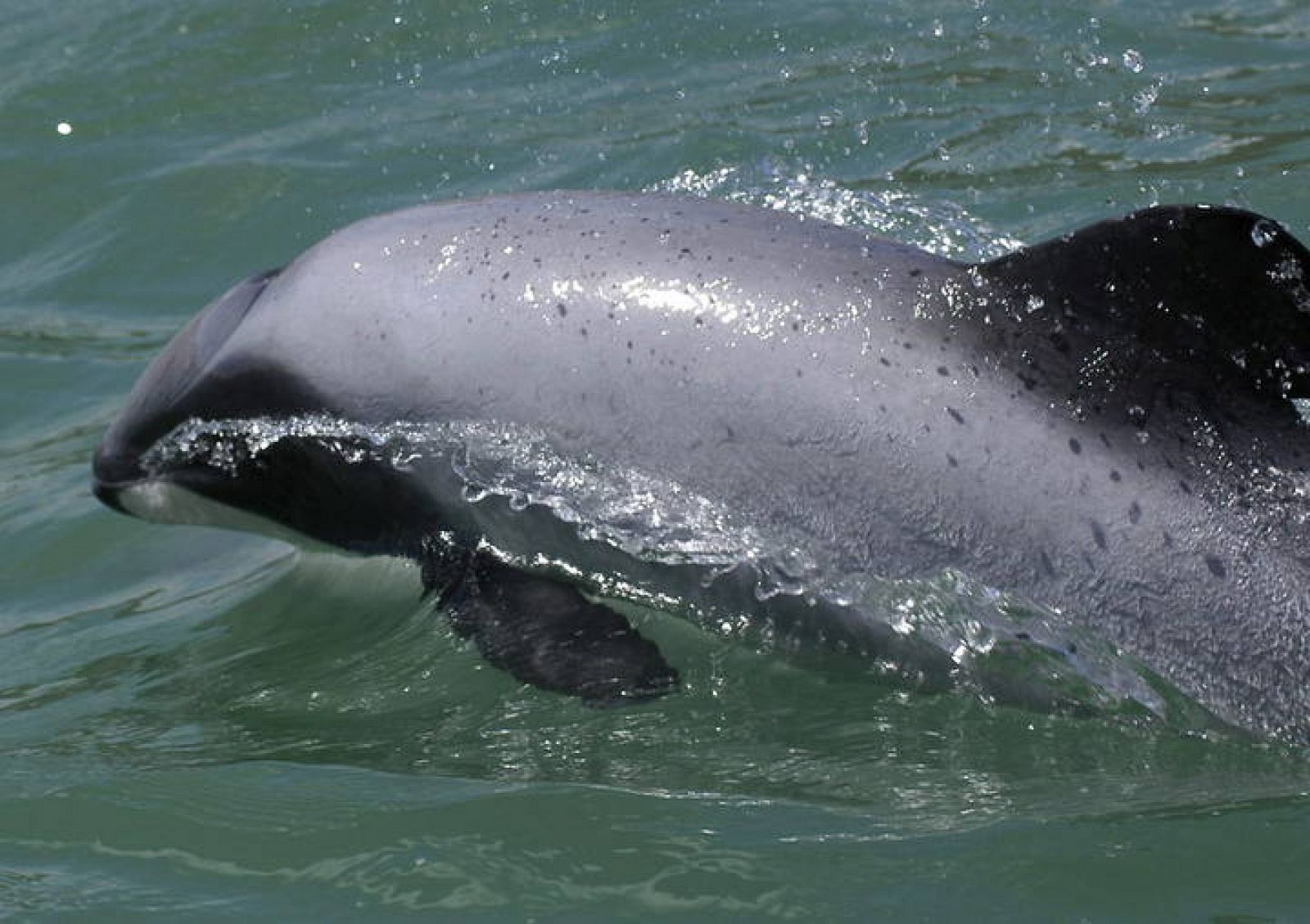 El Delfin De Maui El Mas Pequeno De La Especie Al Borde De La Extincion Rtve Es