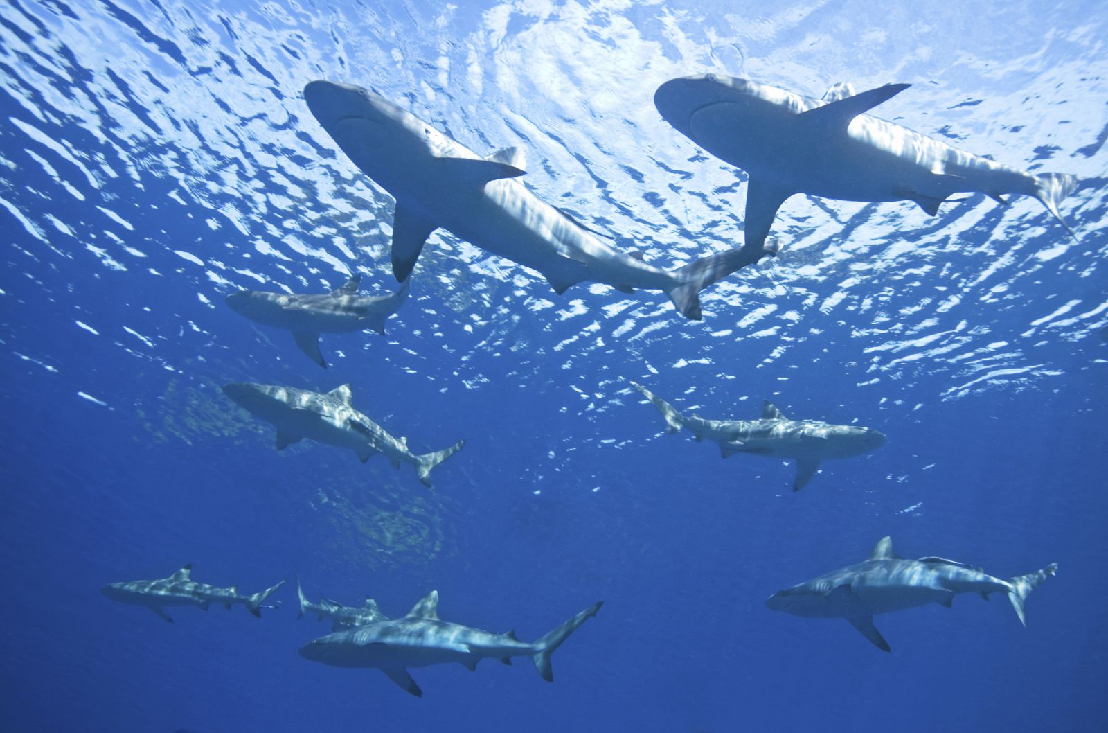 Una comunidad de tiburones de punta negra nadando en el océano