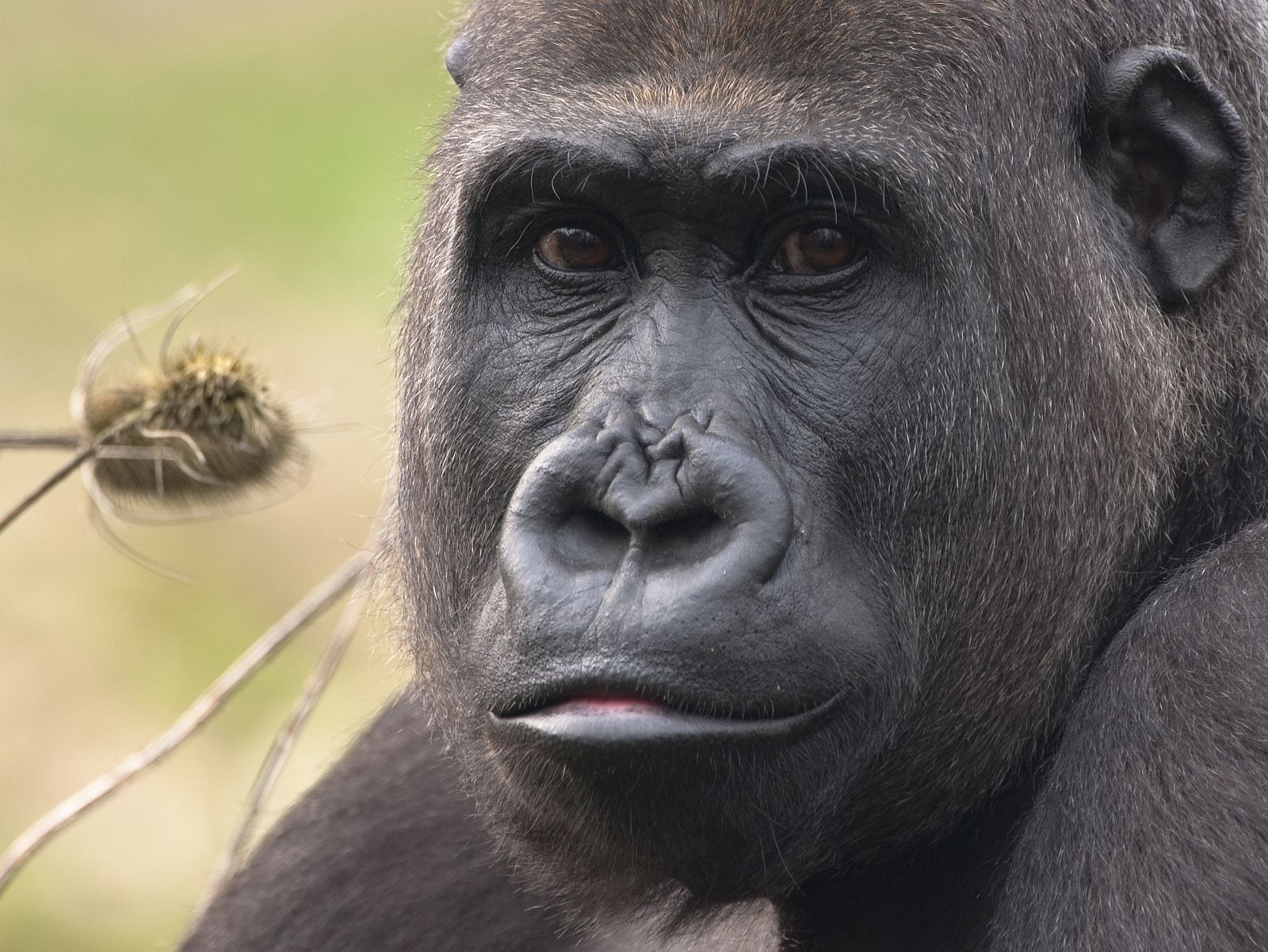 En un tercio del genoma humano se pueden apreciar más parecidos con el gorila que con el chimpancé.