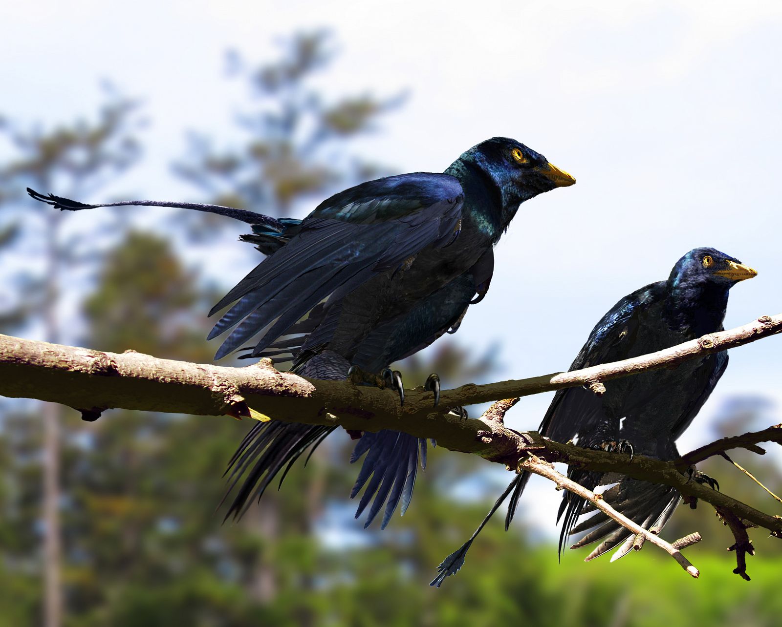 Pueden parecer aves, pero el Microraptor era un dinosaurio alado que vivió hace 130 millones de años