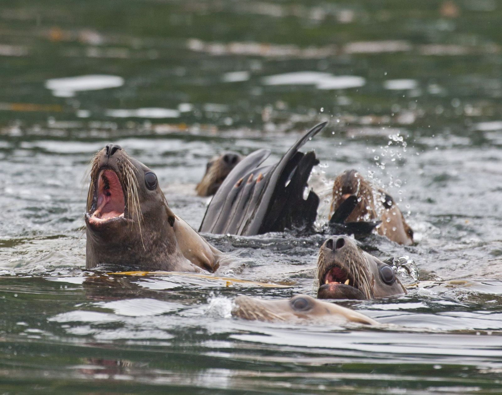 Los leones marinos son algunas especies que no reconocen el sabor dulce