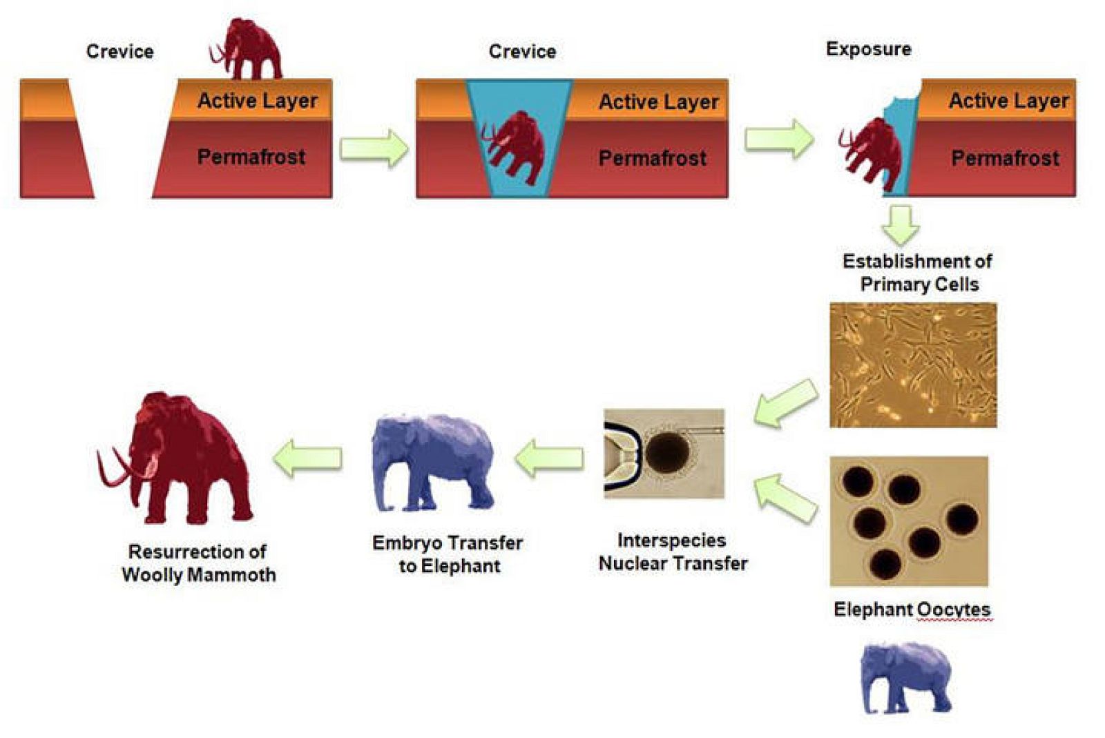 Infografía del proyecto de clonación del mamut propuesto por los expertos