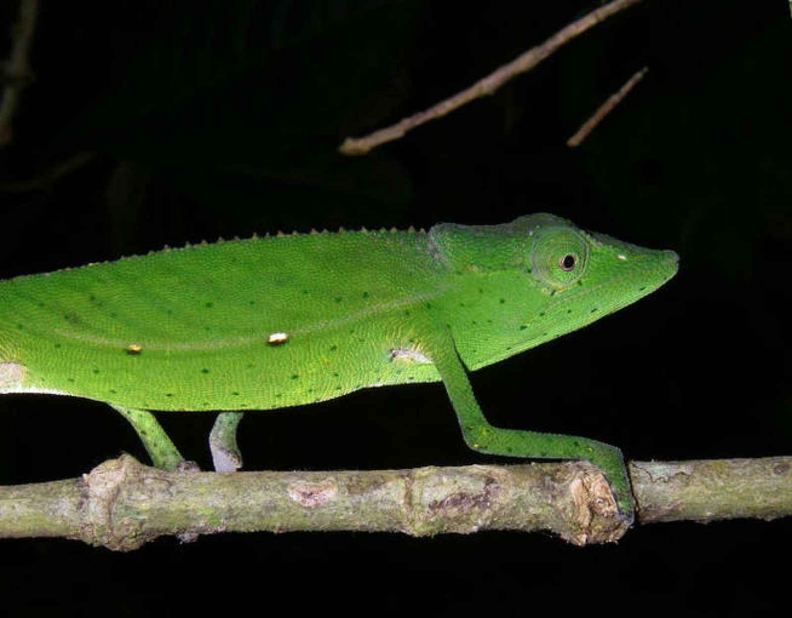  Un ejemplar de camaleón 'Calumna Gastrotaenia'
