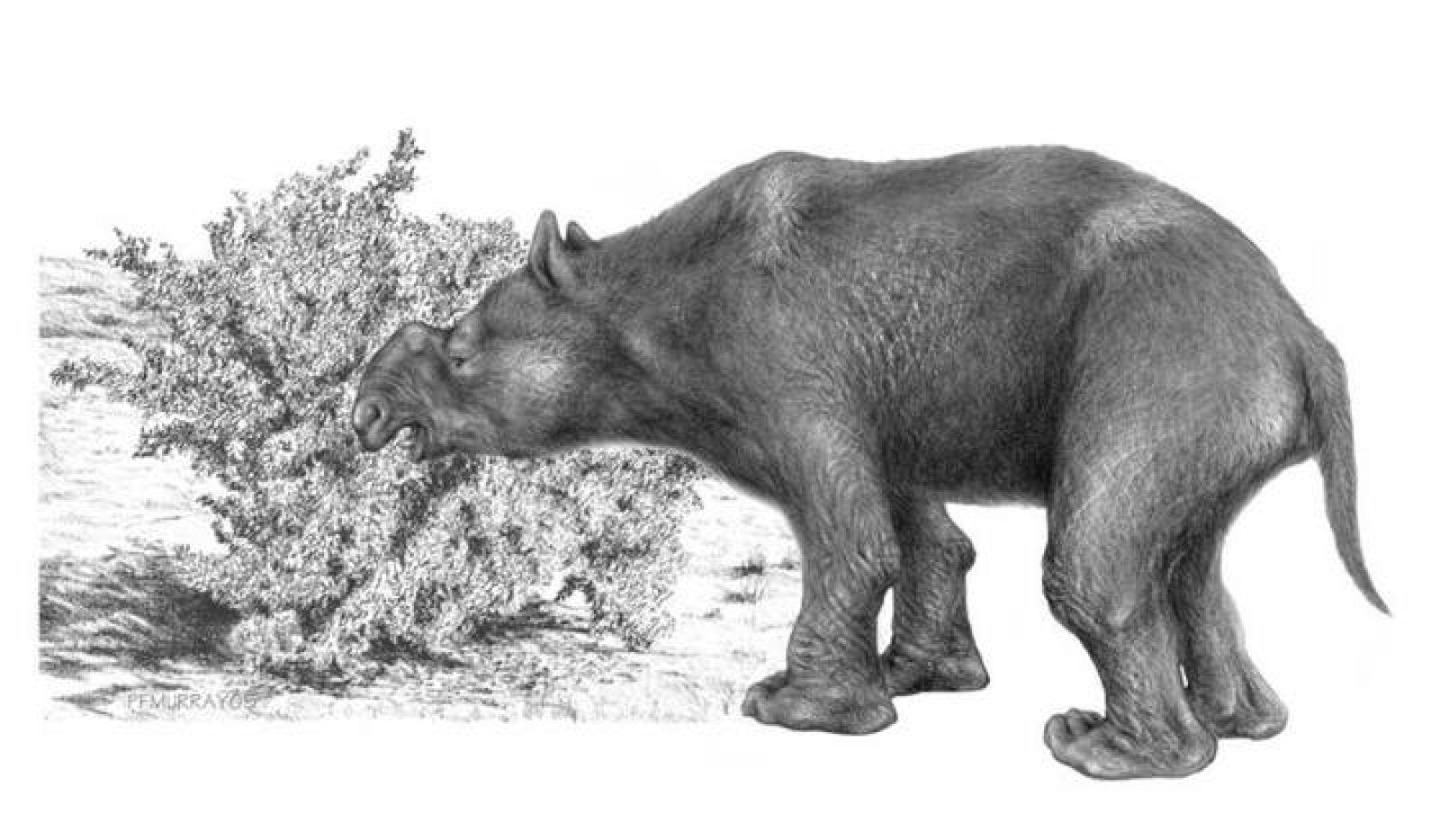   Un mega-marsupial hervívoro, el 'Diprotodon optatum'.