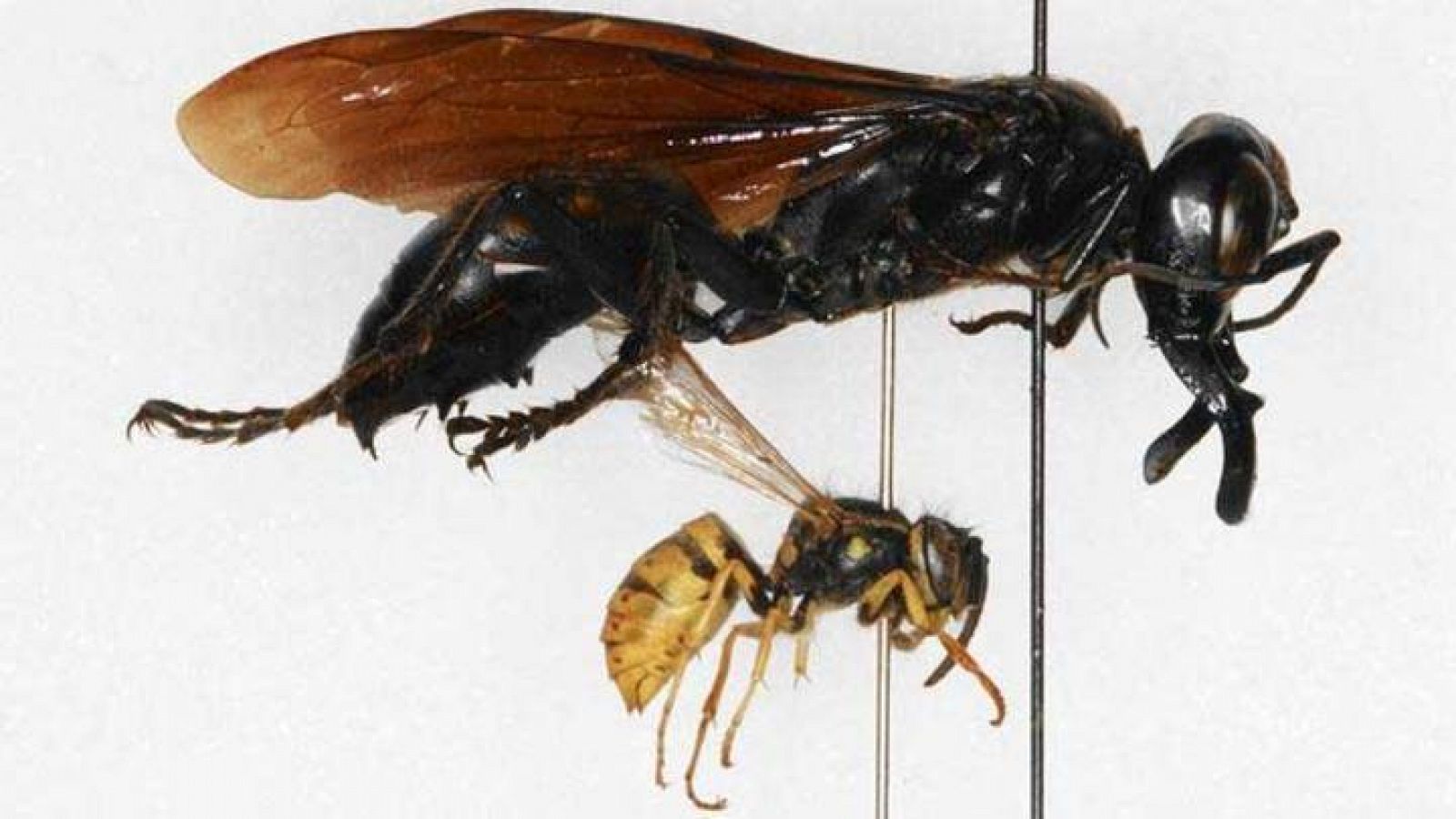 La 'Megalara garuda' es visiblemente mayor que una avispa común.