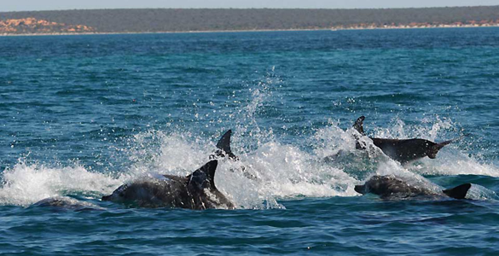 Varios grupos de delfines peleando por una hembra