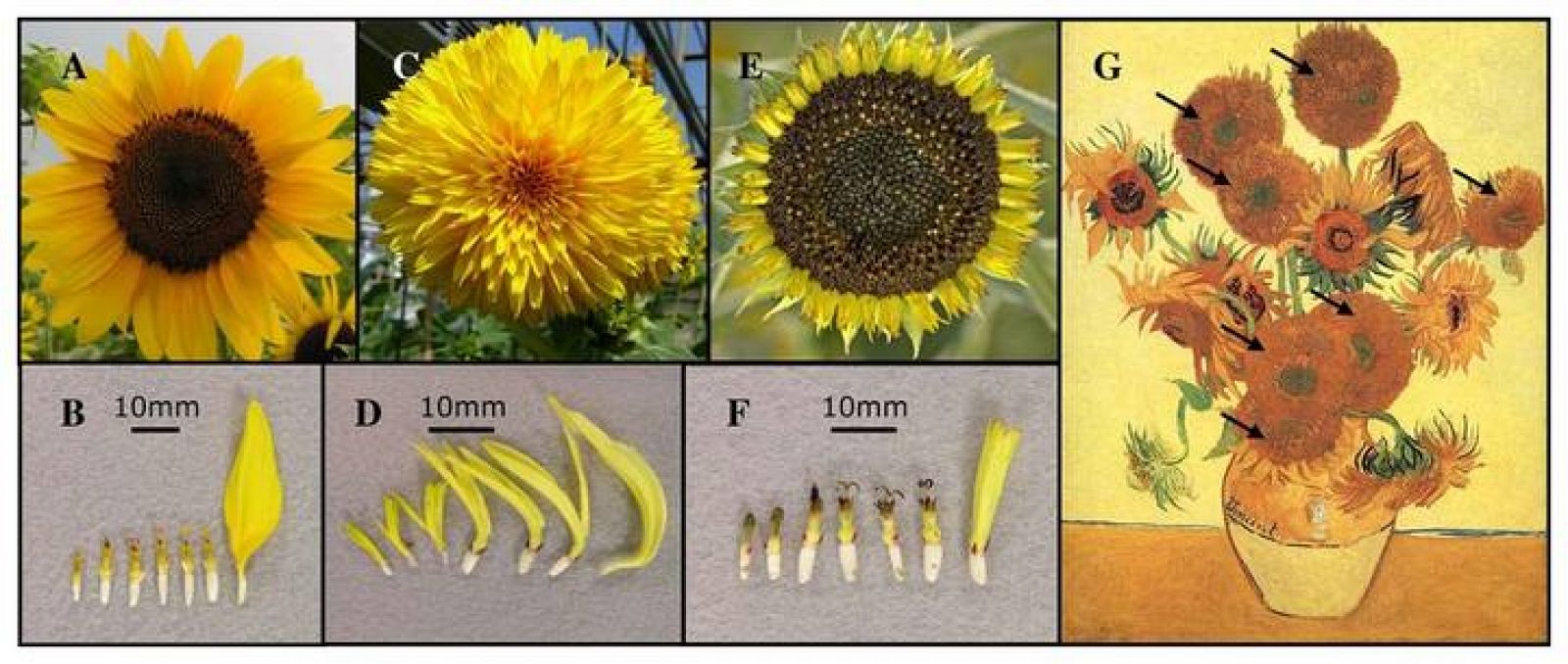 Los girasoles mutantes de Van Gogh 