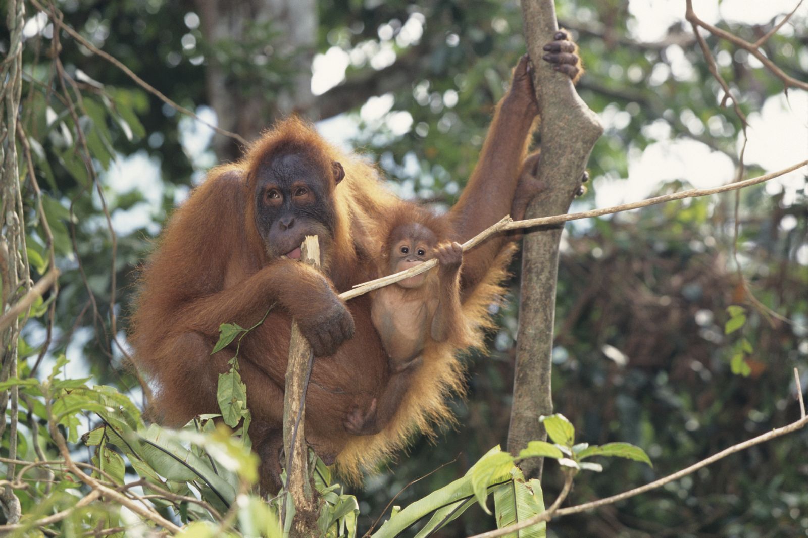 Los orangutanes tienen conocimientos sofisticados sobre técnicas de construcción