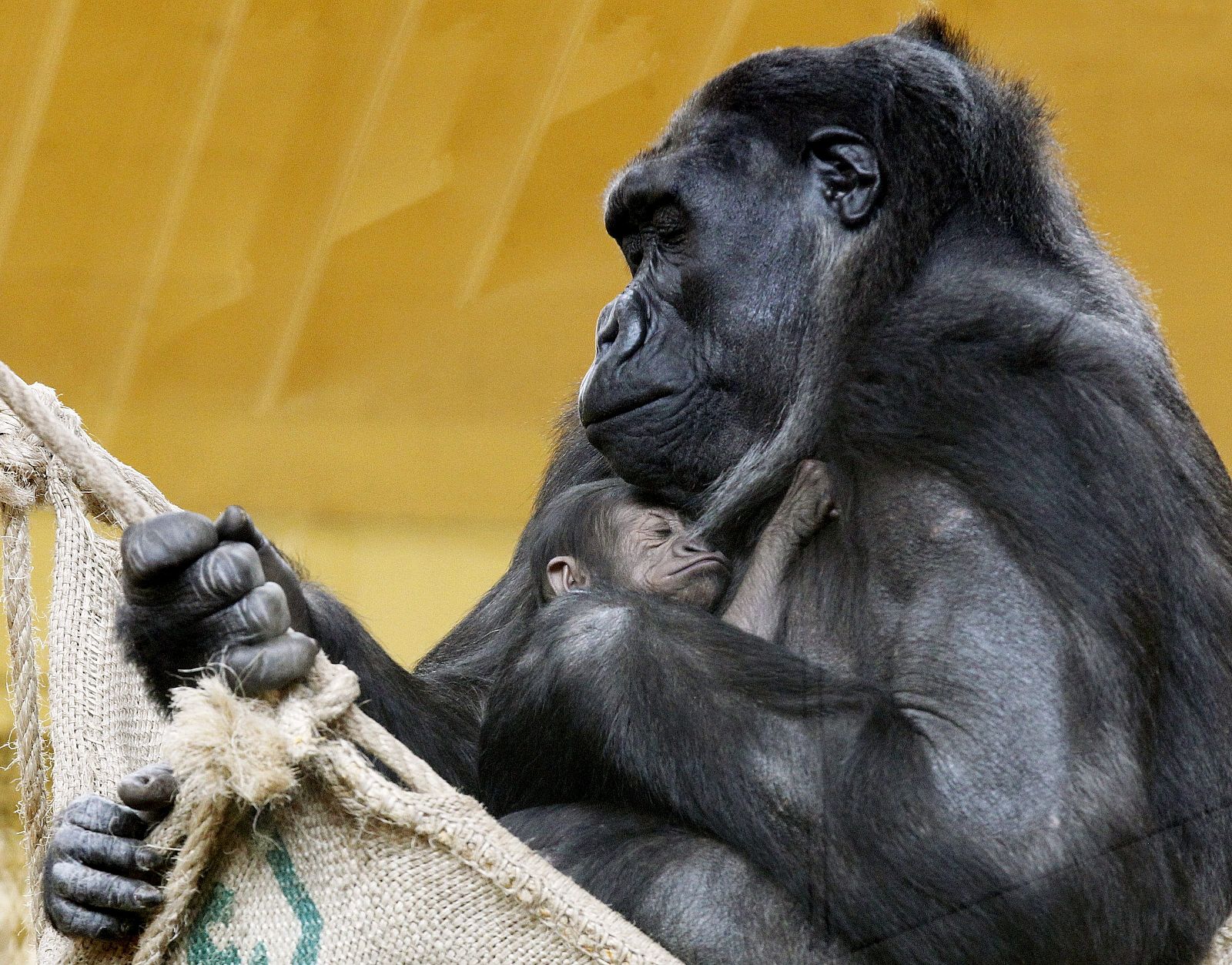 La gorila Chelewa con su cría un día después de nacer