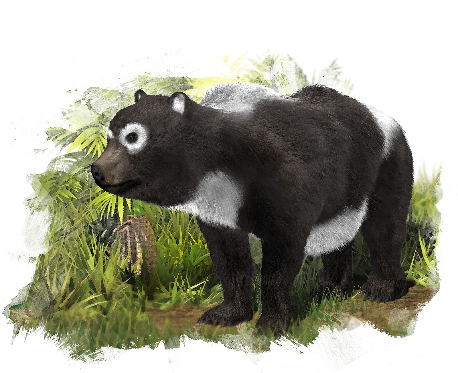 Reconstrucción de la nueva especie de úrsido ('Agriarctos beatrix').