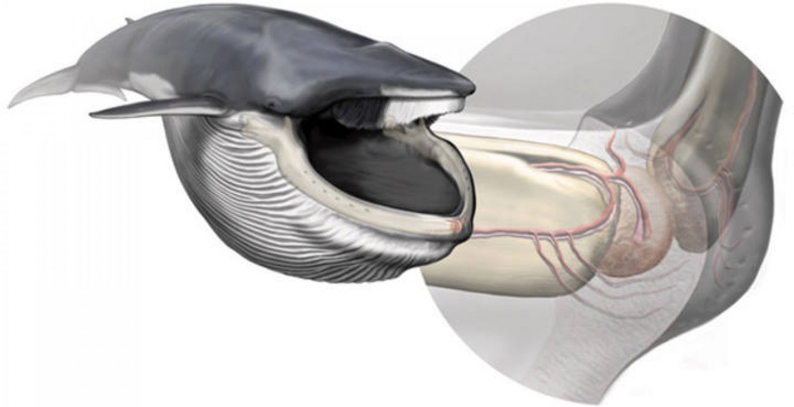 Nematodos infectando órganos ballenas