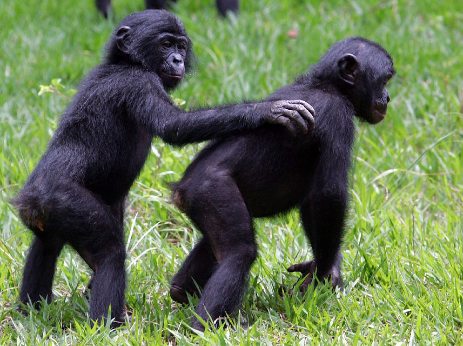 Secuencian el genoma del bonobo, el 'primo' más sociable y sexual del ...