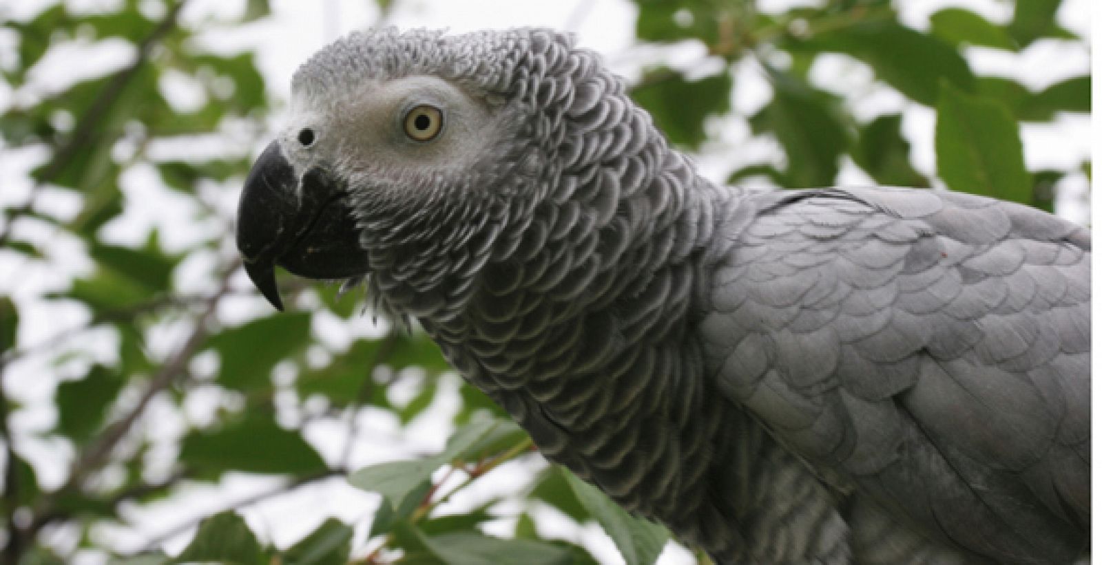 Ejemplar de papagayo gris africano, que según la investigación tiene una pensamiento lógico innato