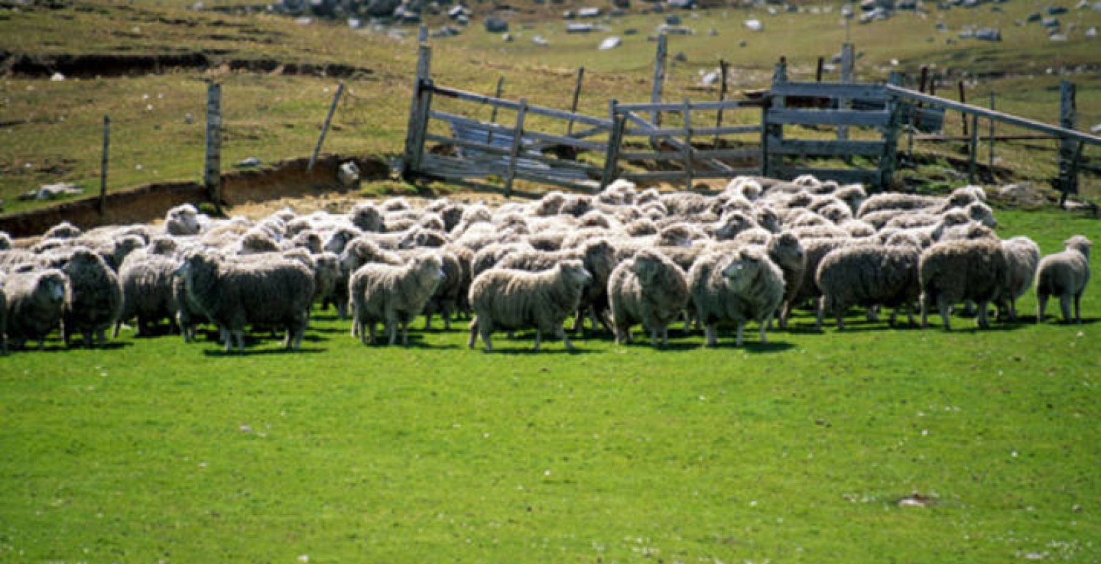 El dispositivo ayudará a proteger a los rebaños más pequeños en zonas donde son frecuentes los ataques del lobo