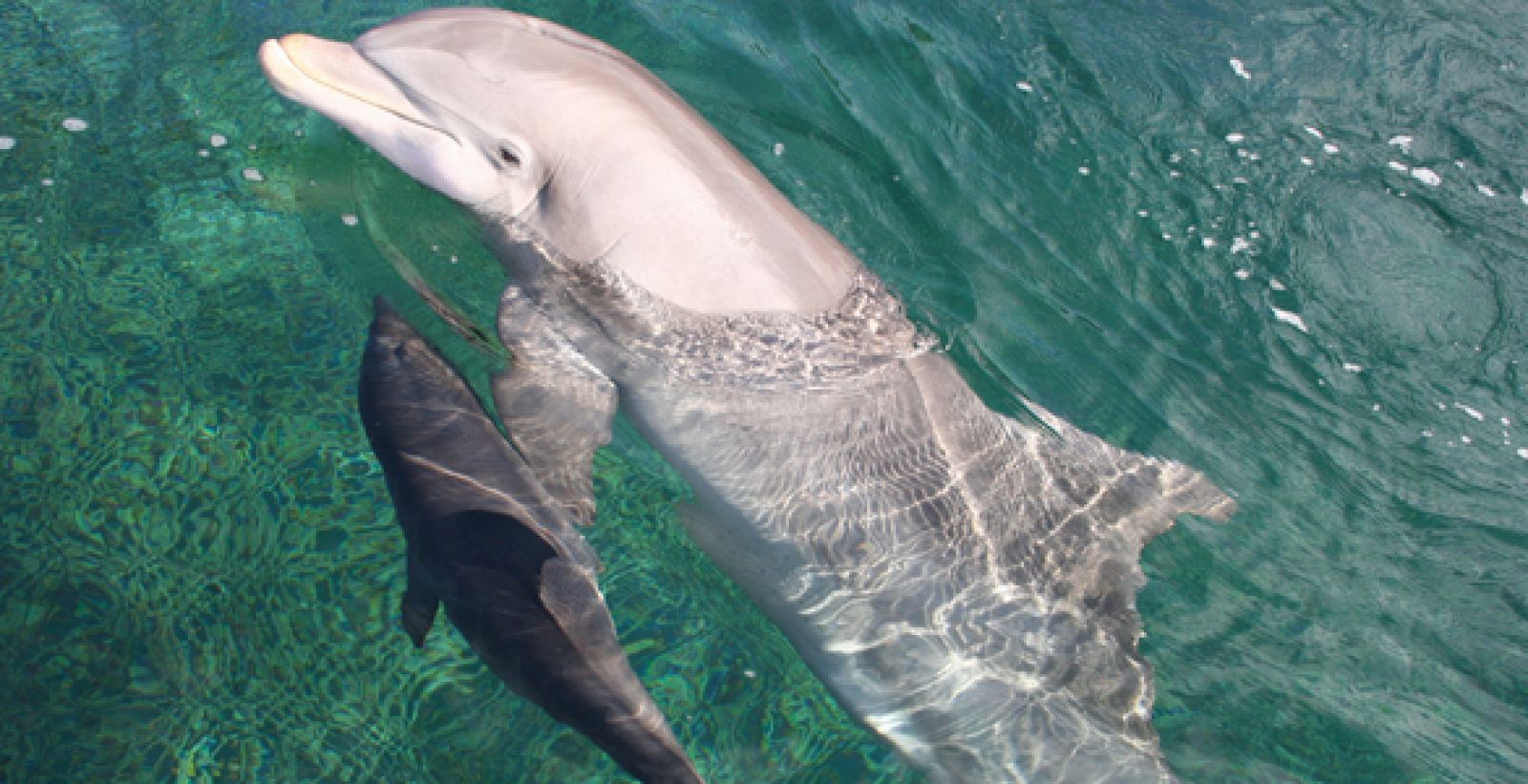 El estudio revela concentraciones de insecticida 10 veces superiores en crías que en ejemplares adultos de delfín