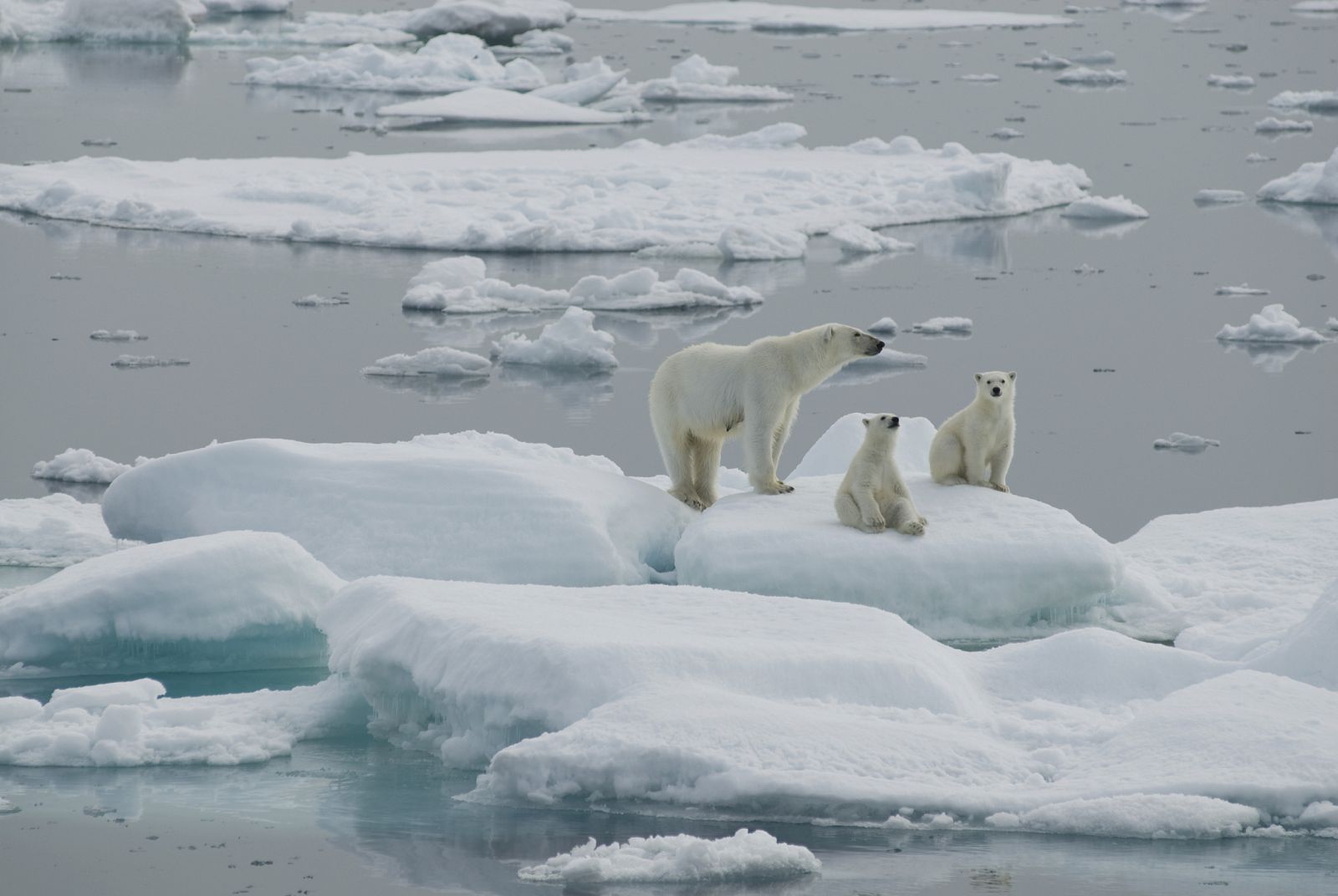 El oso polar se ha convertido en uno de los símbolos de la lucha contra el cambio climático