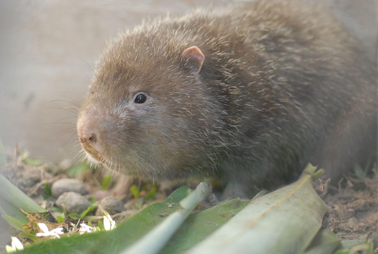 El CSIC ha realizado el primer análisis de las relaciones evolutivas de roedores muroideos Rhizomyinae.